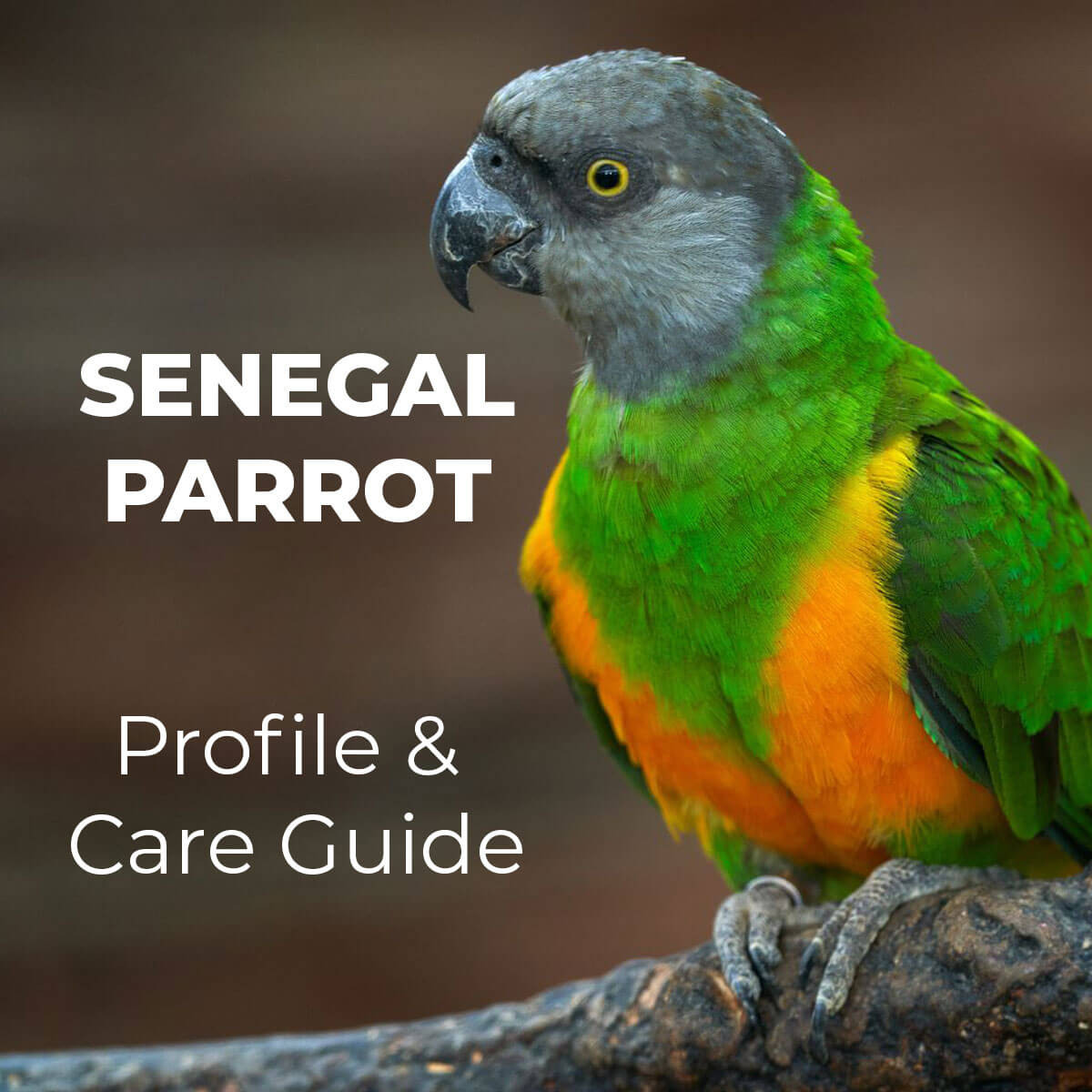 Senegal clearance parrot food