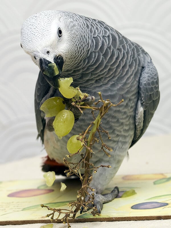 Can Parrots Eat Grapes?: Unveiling the Truth